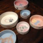 Paint Your Own Pet Bowl at Pinellas Ale Works